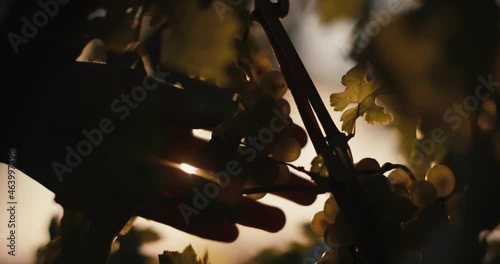 Female hand picks harvest grapes vineyard scissors golden sun flares