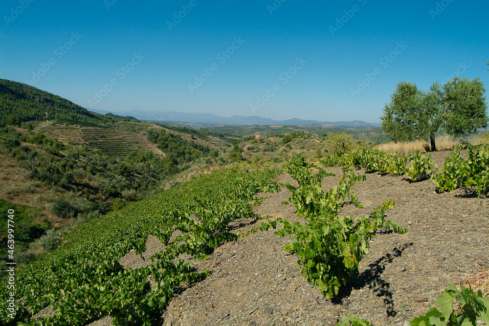 Viñedos y terruño de la Bodega Costers del Priorat en la comarca del Priorat, provincia de Tarragona, Catalunya.