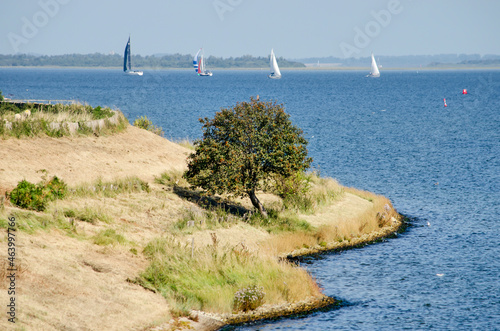 Small solitary tree on a grassy bank of lake Grevelingen in the Netherlands photo