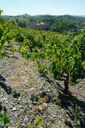 Viñedos y terruño de la Bodega Costers del Priorat en la comarca del Priorat, provincia de Tarragona, Catalunya. photo