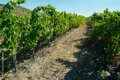 Viñedos y terruño de la Bodega Costers del Priorat en la comarca del Priorat, provincia de Tarragona, Catalunya. photo