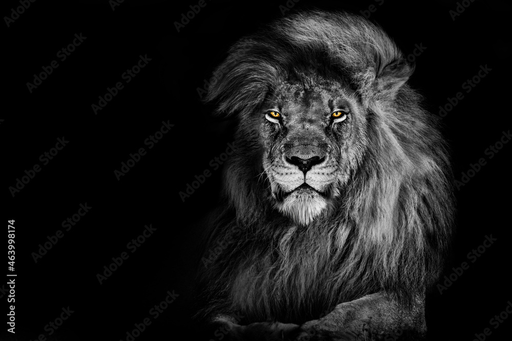 Lion , king isolated , Portrait Wildlife animal - obrazy, fototapety, plakaty 