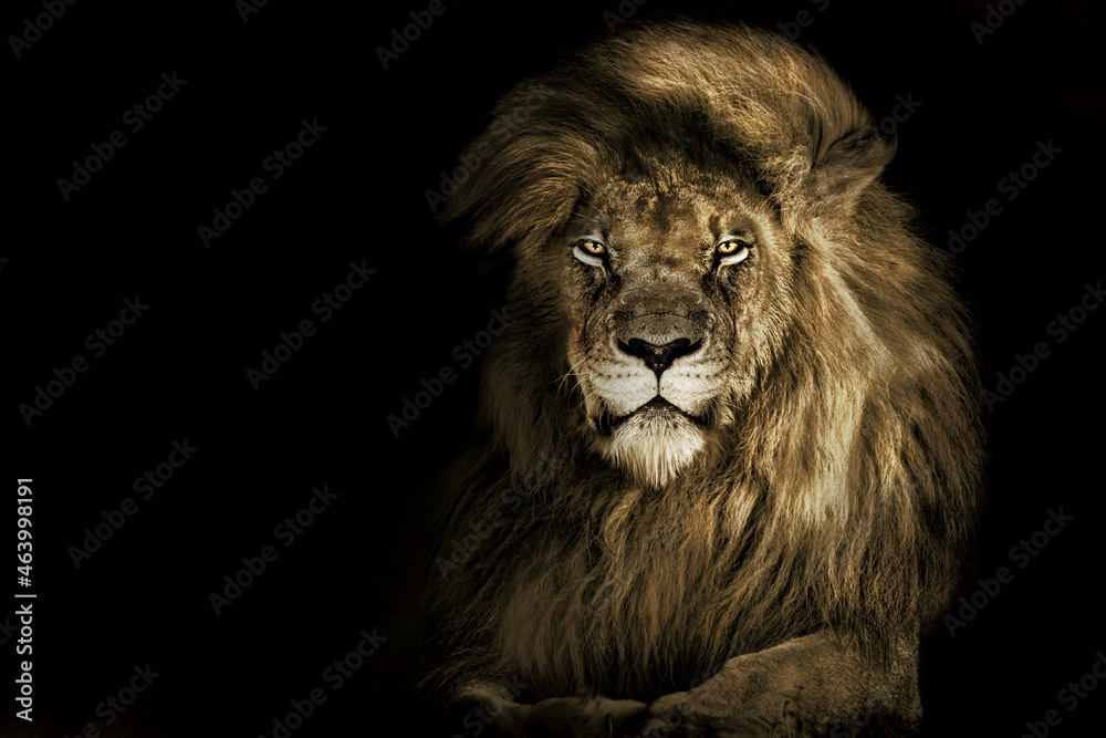 Lion face , king isolated , Portrait Wildlife animal