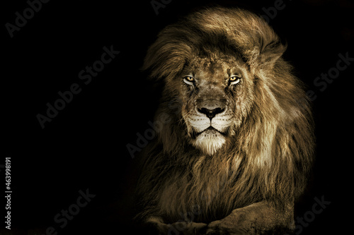 Lion face , king isolated , Portrait Wildlife animal photo