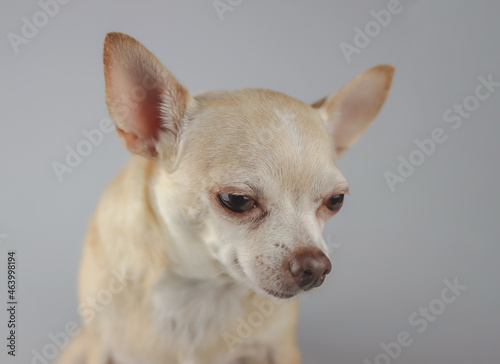 guilty or sad brown short hair Chihuahua dog. isolated on gray background. Dog behavior concept. © Phuttharak