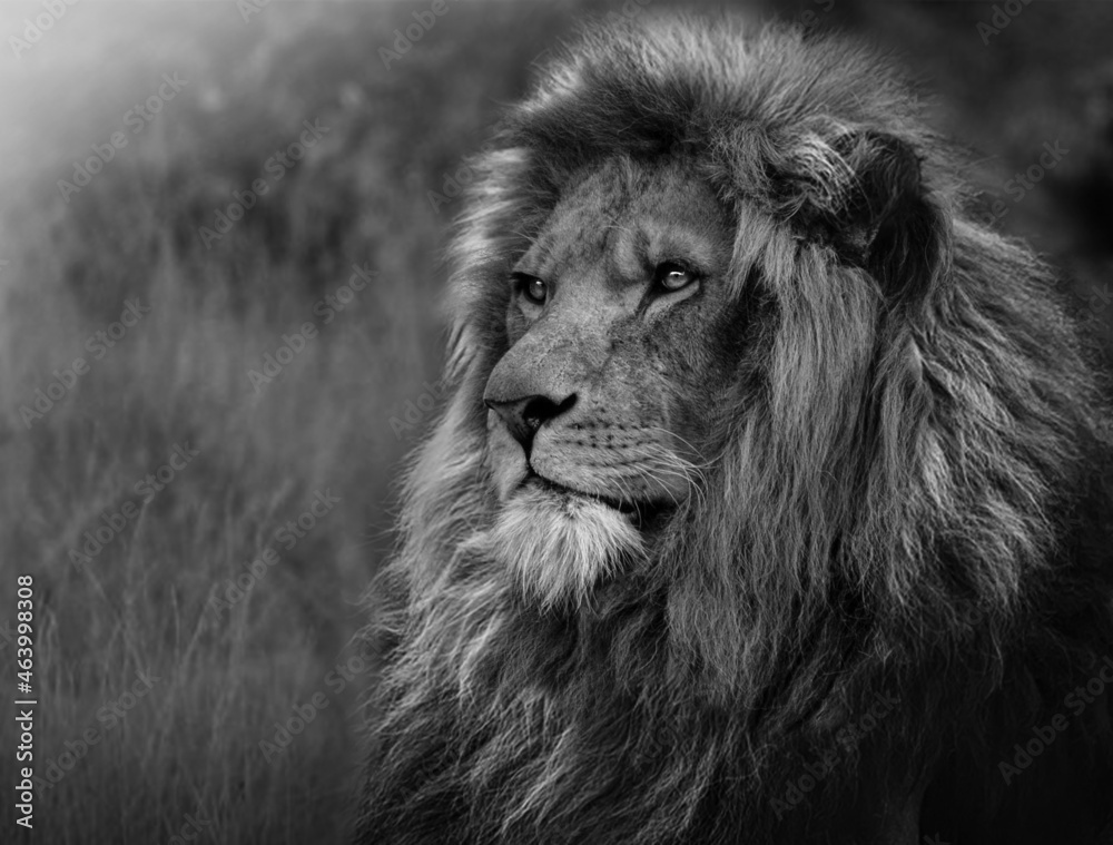 Lion , king isolated , Portrait Wildlife mammal animal , black white  wildlife perfect for poster and canvas Stock Photo | Adobe Stock