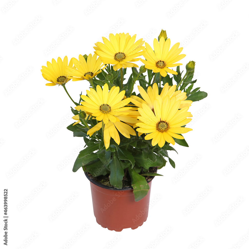 Obraz premium Osteospermum jaune