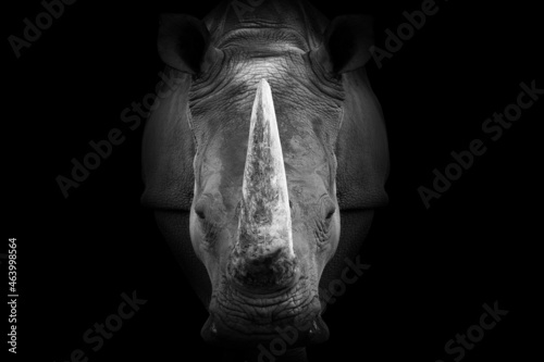 Rhinoceros , animal mammal Rhino , black white wildlife  photo