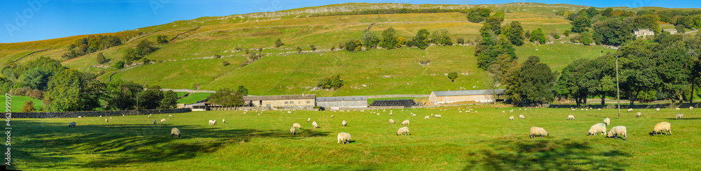 Fototapeta premium Flock of Sheep in Bishopdale ,Yorkshire Dales National Park. 