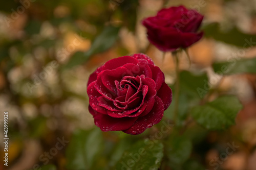 Red rose in the autumn park