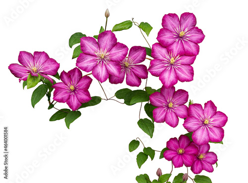 Isolated bright pink buds of clematis (Ville de Lyon) on white background.