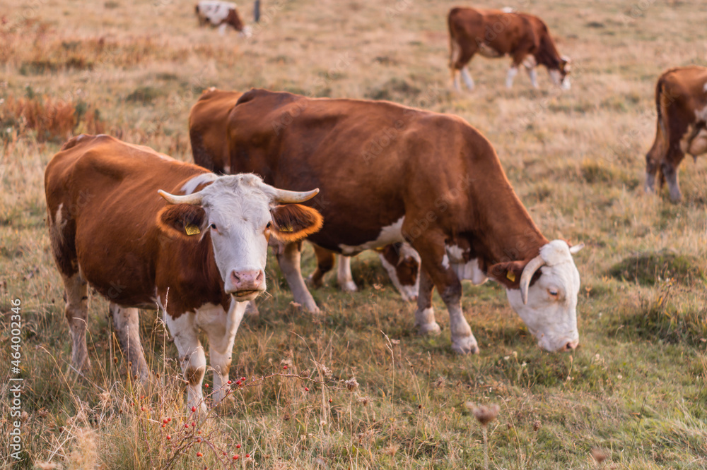 cows in a field