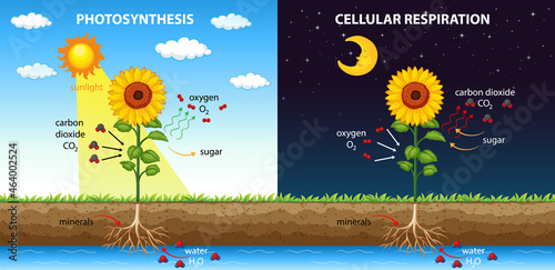 Diagram showing process of photosynthesis in plant