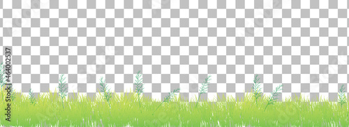 Green grass on transparent background