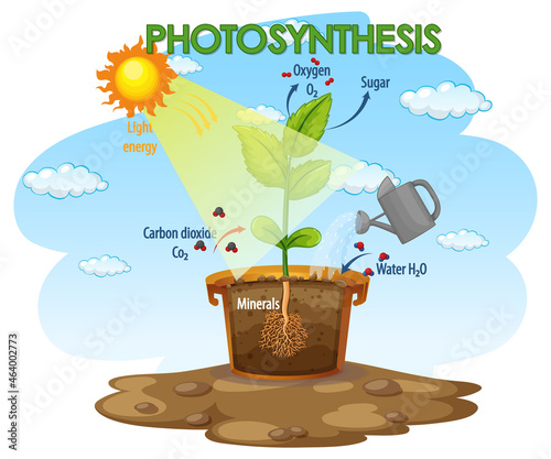 Diagram showing process of photosynthesis in plant
