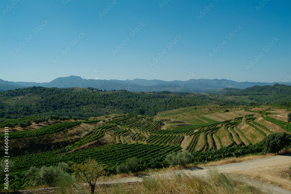 Viñedos y terruño de la Bodega Mas D'An Gil en la comarca del Priorat, provincia de Tarragona, Catalunya.