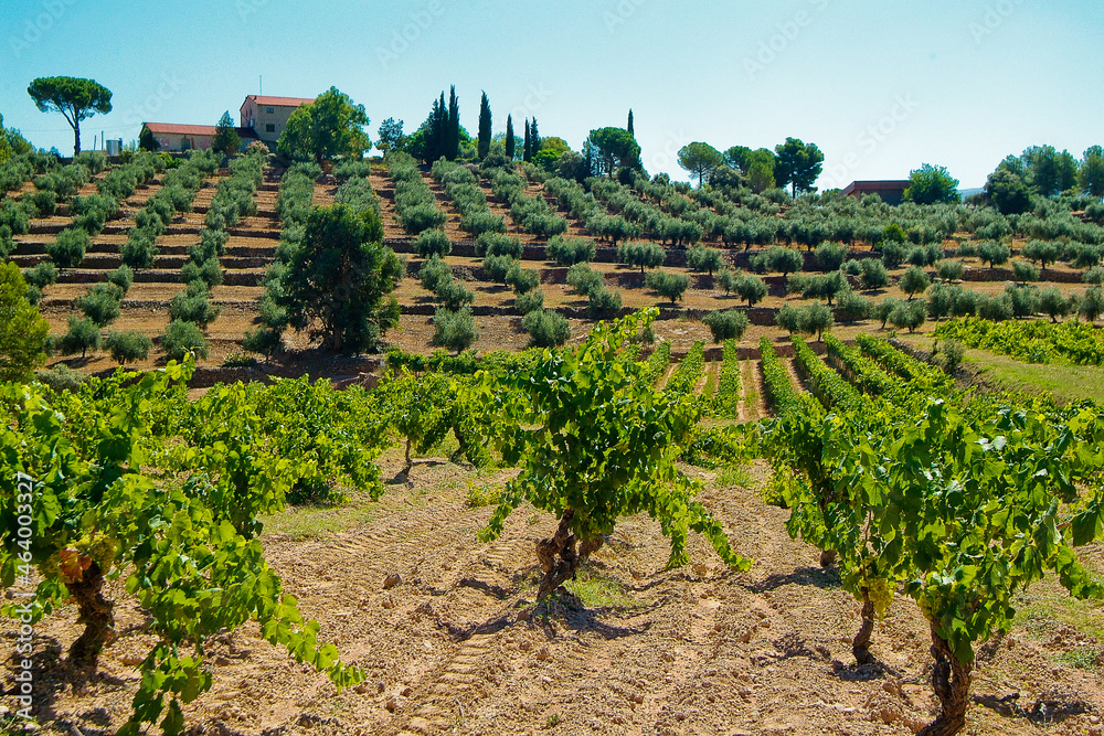 Viñedos y terruño de la Bodega Mas D'An Gil en la comarca del Priorat, provincia de Tarragona, Catalunya.