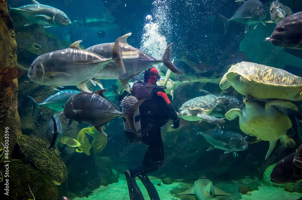 Fototapeta premium The diver swims in the sea among many large fish and turtles. Exploring the underwater world. Marine ecology, the rescue of unique species of underwater animals. Diving equipment.