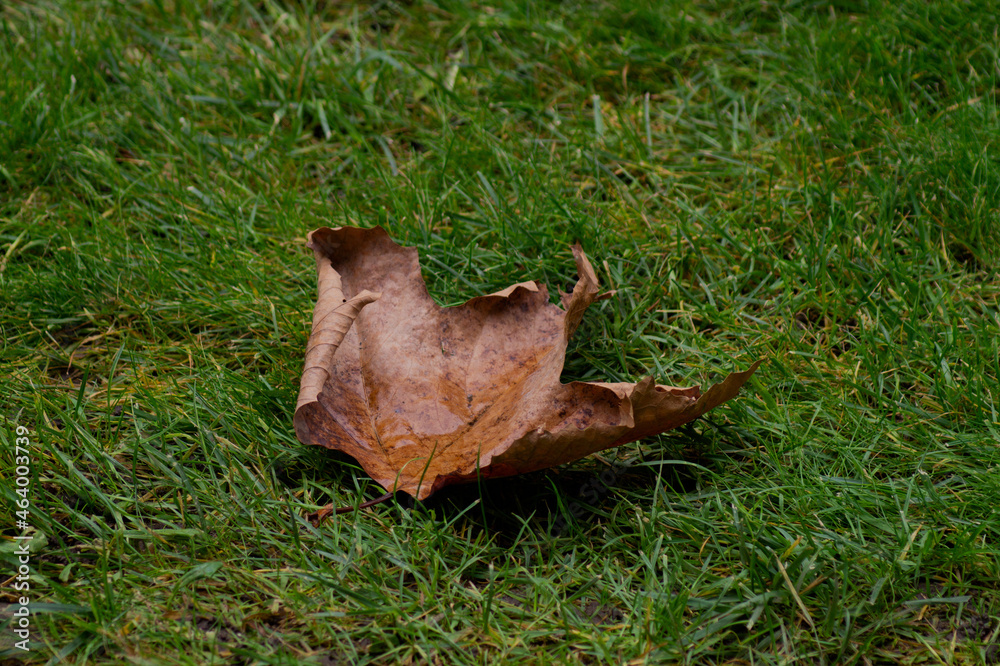 leaves on grass