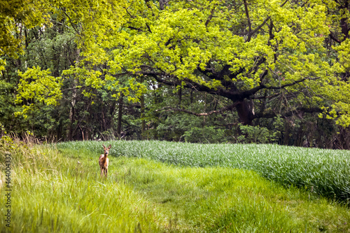 Roe deer, field and green trees © Pawe