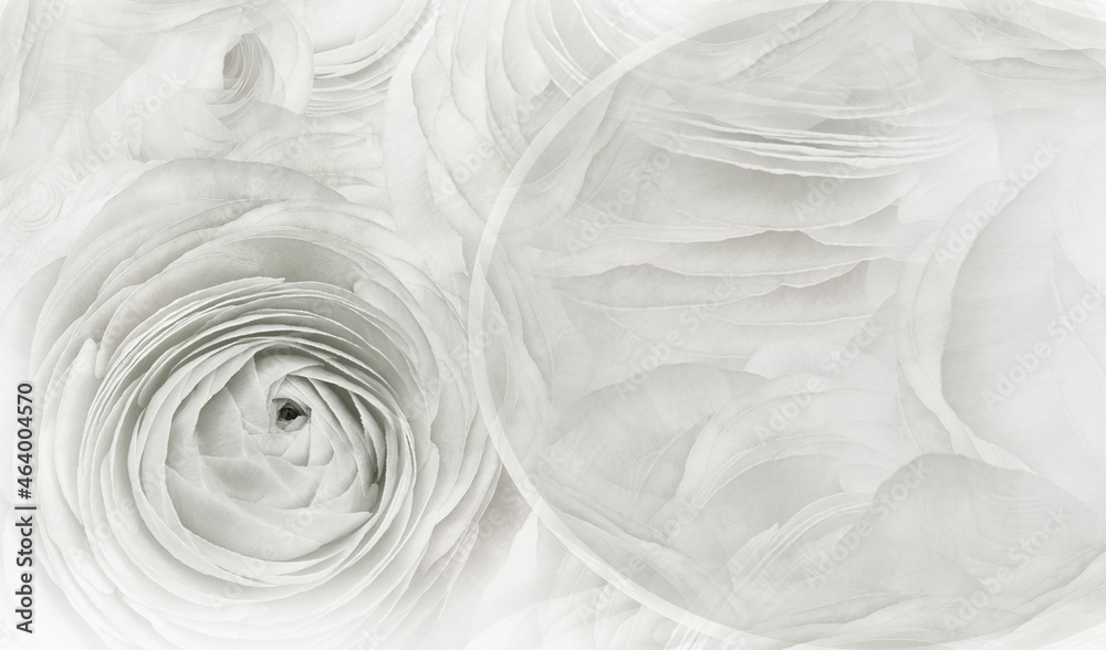 Obraz premium Floral white-black background. A bouquet of roses flowers. Close-up. Flower composition. Nature.