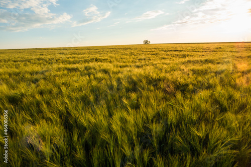 Golden barley field in sunset