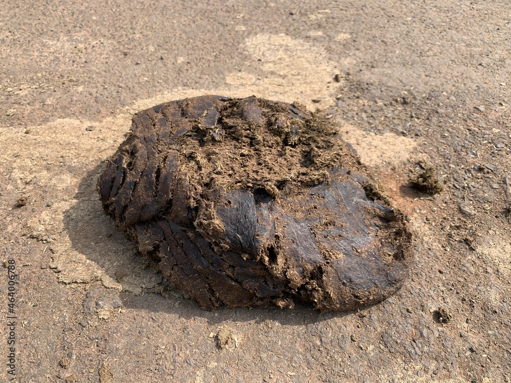 Cow dung, also known as cow pats or cow manure.is often used as manure