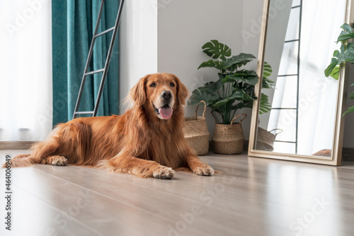 Photography Golden Retriever lying on the floor