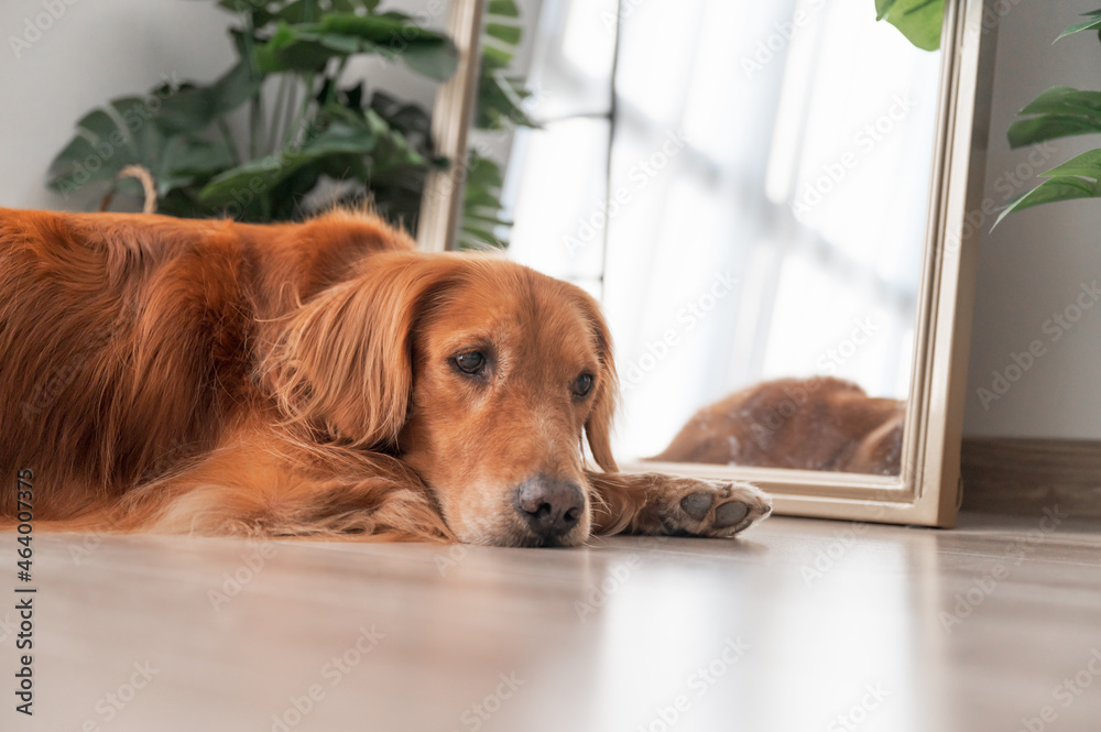 Golden Retriever lying in front of the mirror
