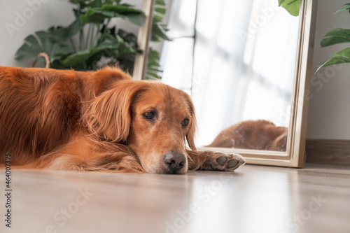 Golden Retriever lying in front of the mirror