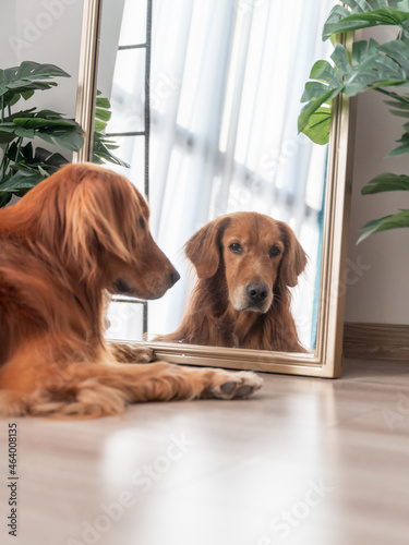 Photography Golden Retriever lying in front of the mirror
