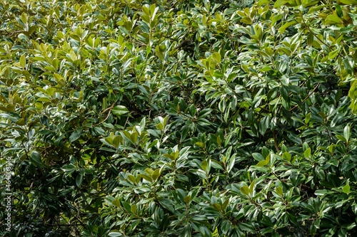 Wallpaper Mural Magnolia Soulangeana Verbanica in Adler arboretum "Southern Cultures". Texture from green leaves as abstract background. Selective focus. Nature concept for design. Torontodigital.ca