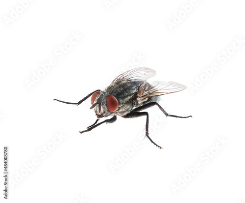 One common black fly on white background