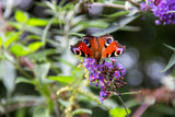 Papillon Paon-du-jour sur fleur de Buddleia ou arbre à papillons