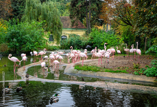 Flock of pink flamingo birds	