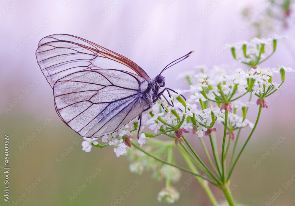Morning awakening. Butterflies Of The Central Part Of Russia Morning awakening. Butterflies Of The Central Part Of Russia