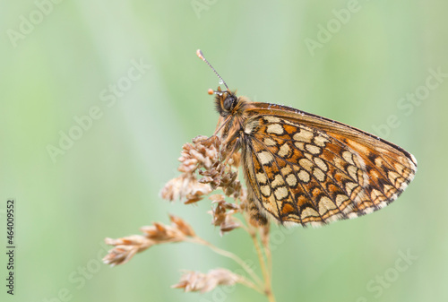 Butterflies Of The Central Part Of Russia.Morning awakening.