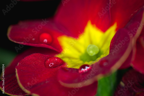 water drops on a red flower