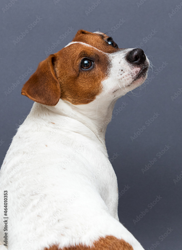 portrait of jack russell dog portrait of jack russell dog