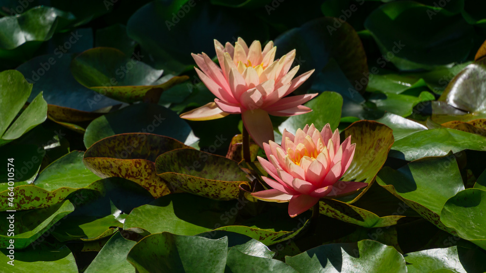 Two pink orange water lily or lotus flower Perry's Orange Sunset in landscaped garden pond. Close-up of magic nympheas on sunny background. Flower landscape for nature wallpaper. Selective focus Two pink orange water lily or lotus flower Perry's Orange Sunset in landscaped garden pond. Close-up of magic nympheas on sunny background. Flower landscape for nature wallpaper. Selective focus