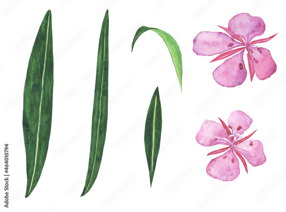 Pink fireweed flowers and green leaves isolated on white background. Watercolor hand drawing illustration. Willowherb for healthy tea. Pink fireweed flowers and green leaves isolated on white background. Watercolor hand drawing illustration. Willowherb for healthy tea.