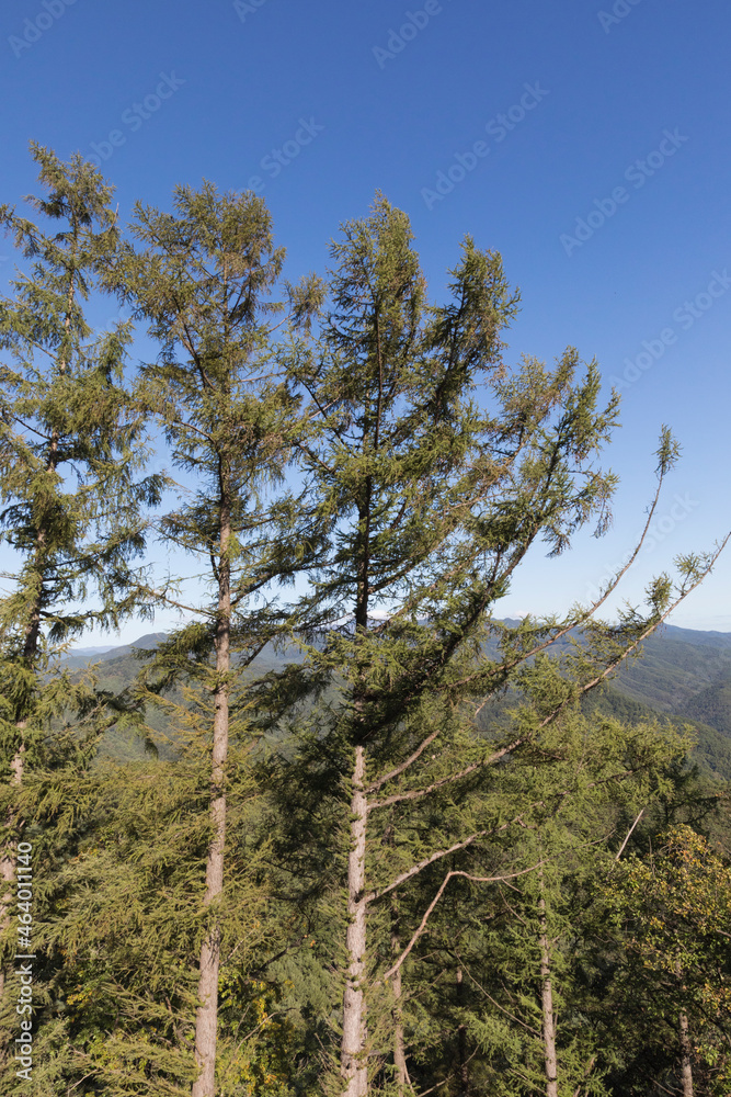 Obraz premium 가을 (fall)