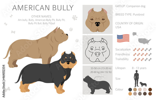 American bully all colours clipart. Different coat colors set