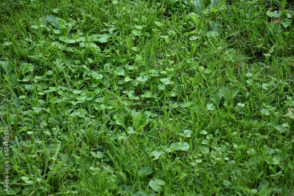 Nature Nature