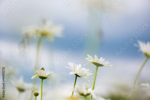 Flowering. Chamomile. Blooming chamomile field  Chamomile flowers on a meadow in summer  Selective focus