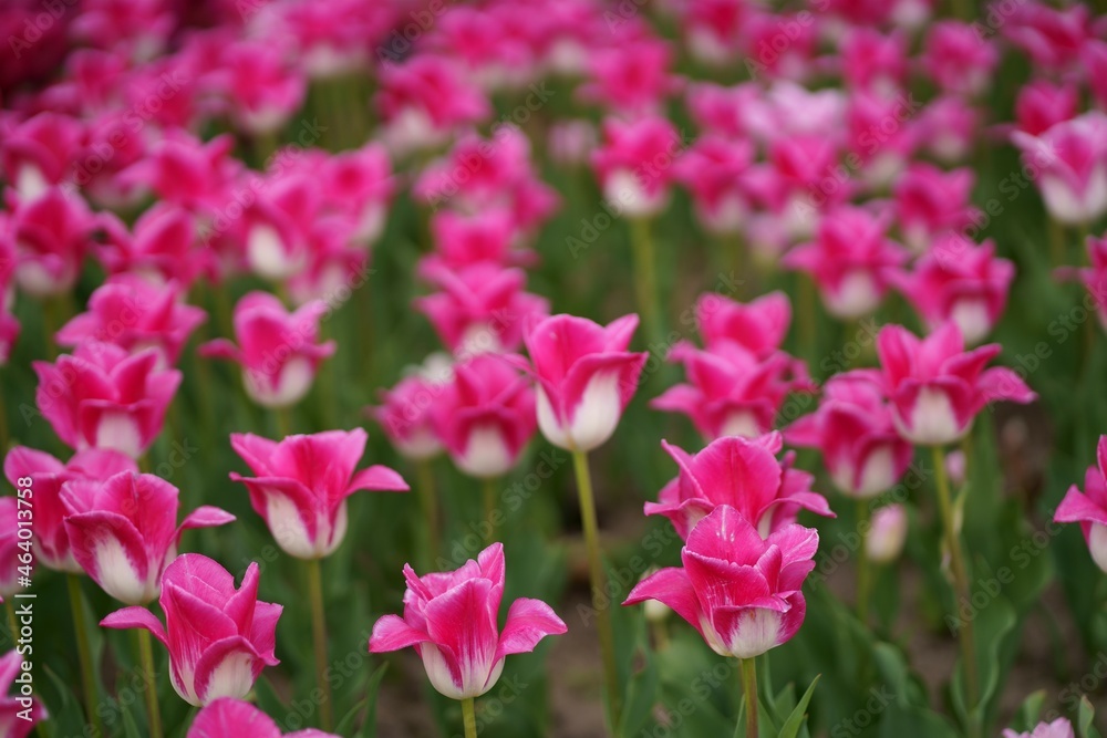 Tulip field. Beautiful tulip among tulips. Pink tulips with white stripe close-up. Growing flowers in spring. Tulip field. Beautiful tulip among tulips. Pink tulips with white stripe close-up. Growing flowers in spring.