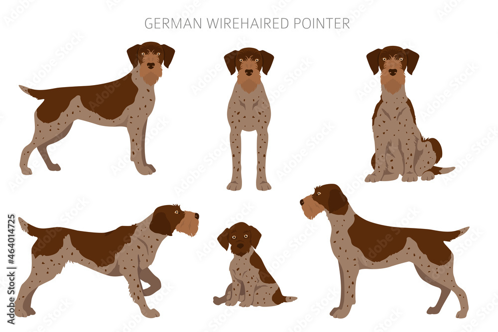 German wirehaired pointer clipart. Different poses, coat colors set