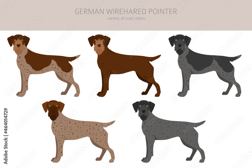 German wirehaired pointer clipart. Different poses, coat colors set