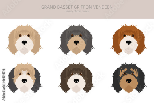Wallpaper Mural Grand basset griffon vendeen clipart. Different poses, coat colors set Torontodigital.ca