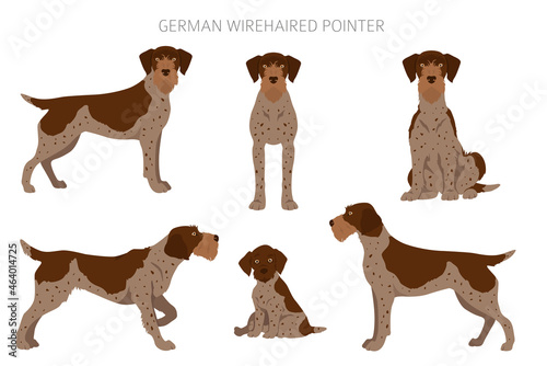 German wirehaired pointer clipart. Different poses, coat colors set